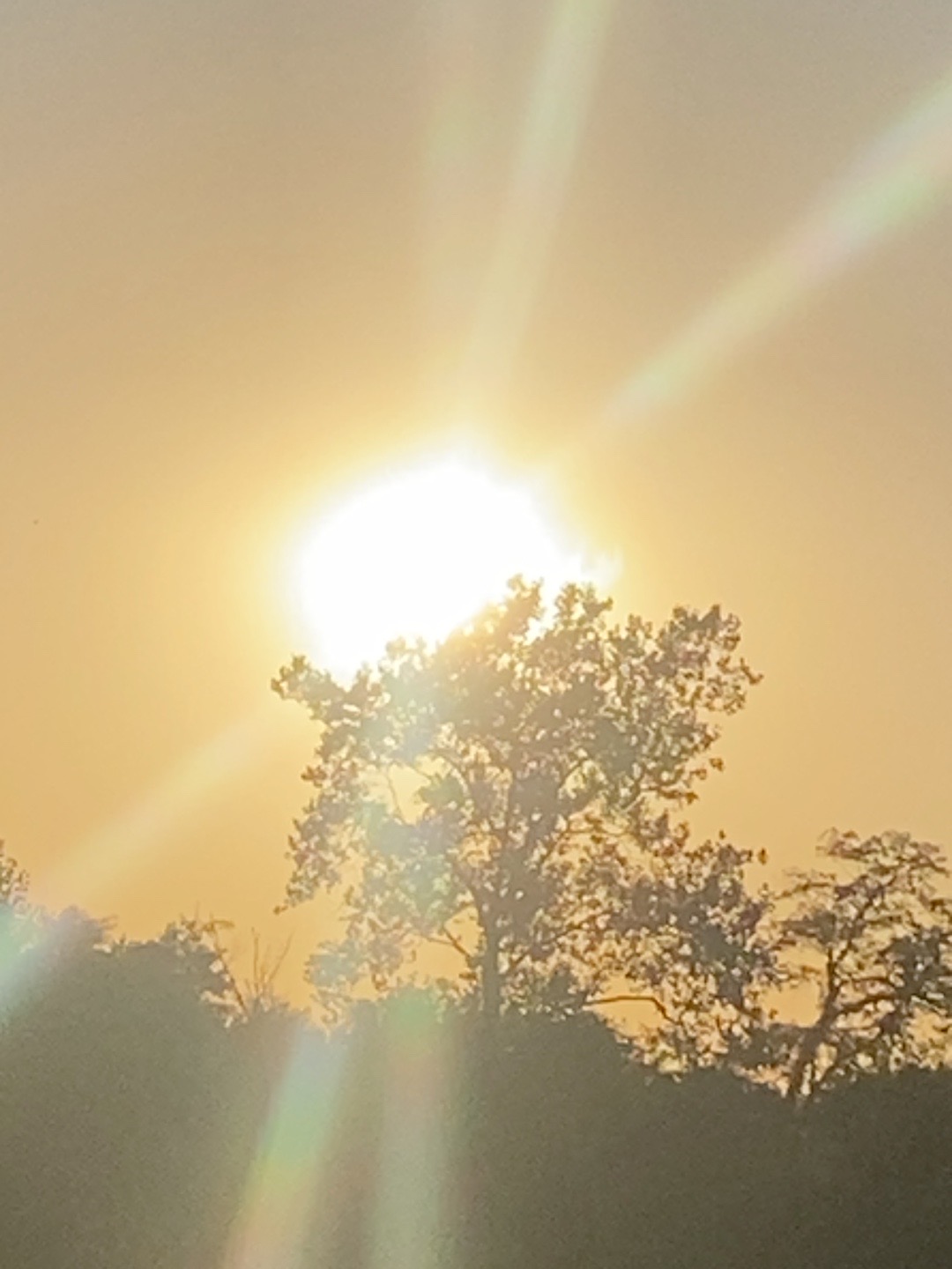Evening sunlight glowing through the branches of trees